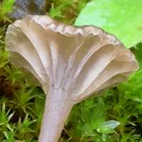 Gills of Arrhenia rickenii