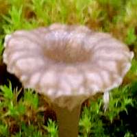 Cap of Arrhenia rickenii