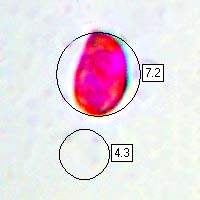 Spore, Clitocybe fragrans