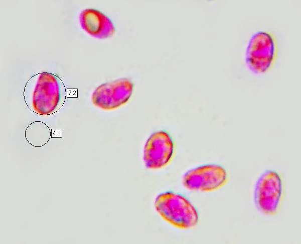 Spores of Clitocybe fragrans