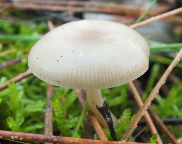 Clitocybe fragrans - Fragrant Funnel