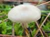 Clitocybe fragrans