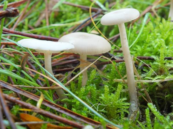 Group of Clitocybe fragrans fruitbodies