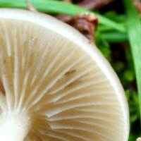 Decurrent gills of Clitocybe fragrans - Fragrant Funnel
