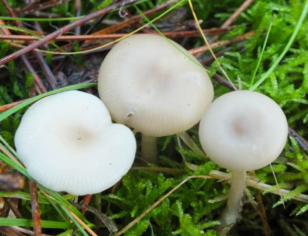 Clitocybe fragrans, Fragrant Funnel. France