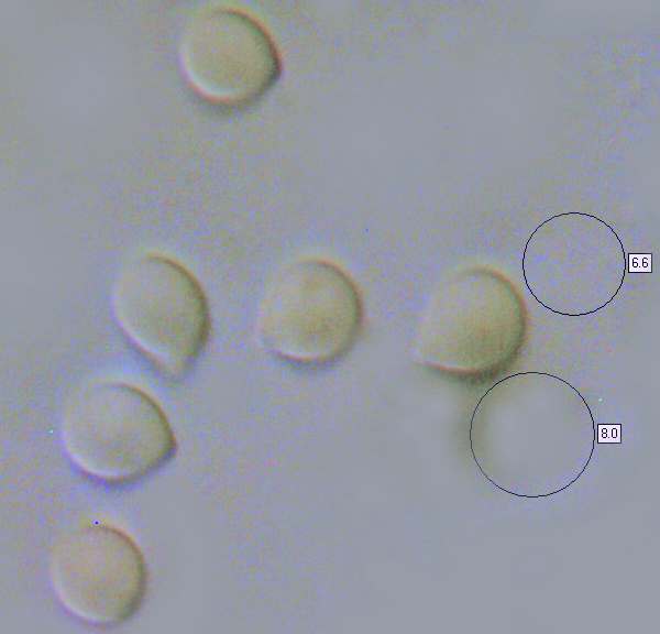 Spores of Clitocybe geotropa