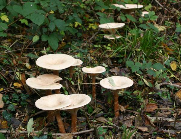 Clitocybe geotropa - Trooping Funnel