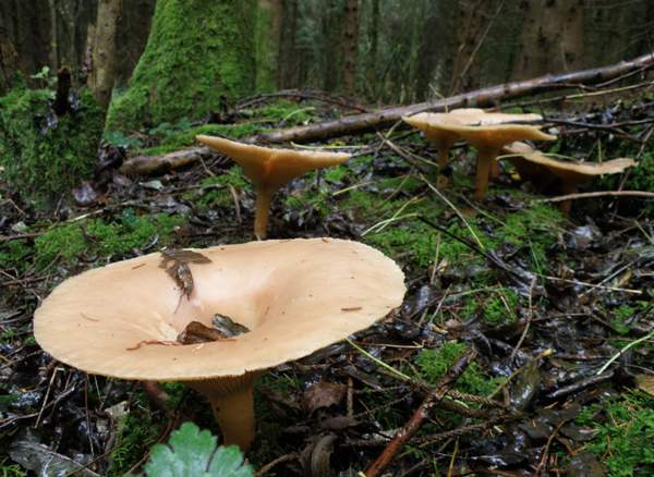 Clitocybe geotropa, Trooping Funnel. southern England