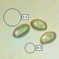 Spores of Clitocybe odora, the Aniseed Funnel