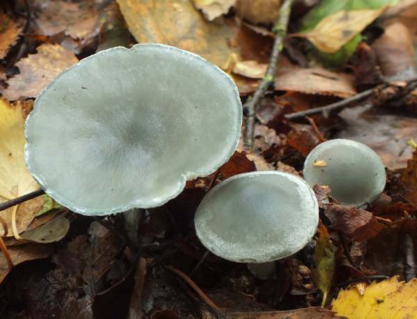 Clitocybe odora, Aniseed Funnel - prime specimens