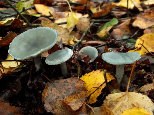Clitocybe odora, Aniseed Funnel - four fine specimens