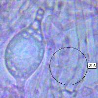 Hyphae in Pileas of Clitocybe phaeophthalma