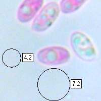 Spores of Clitocybe phaeophthalma