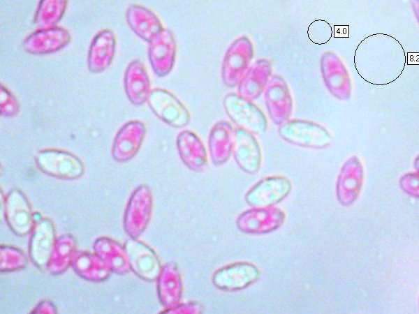 Spores of Clitocybe phaeophthalma