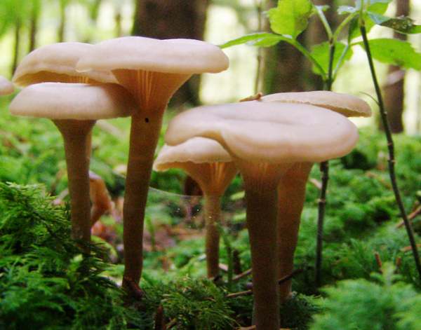 Clitocybe phaeopthalma, Chicken Run Funnel
