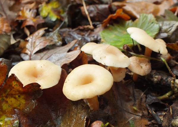 Clitocybe phaeopthalma, France