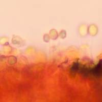 Basidia of Dermoloma cuneifolium, Crazed Cap mushroom