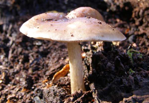 Lepista irina - Flowery Blewit