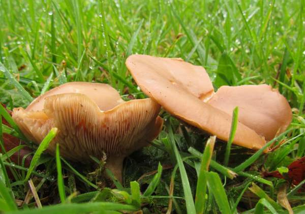 Lepista multiformis