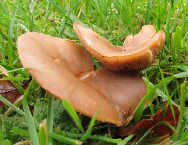 Lepista multiformis