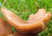 Cap of Lepista multiformis