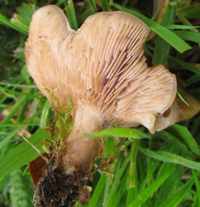 Gills and stem of Lepista multiformis