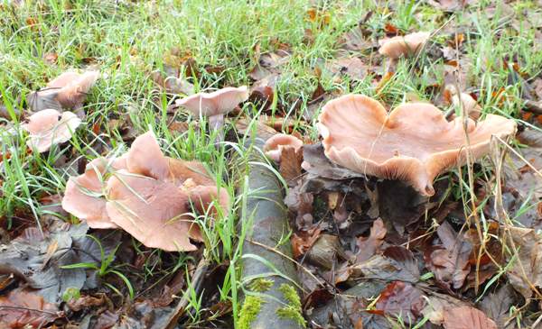 Lepista nuda after frost