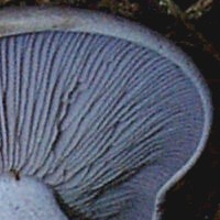 Gills of Lepista nuda