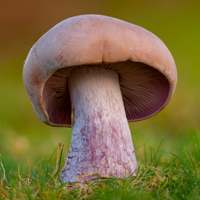 Fading specimens of Lepista nuda