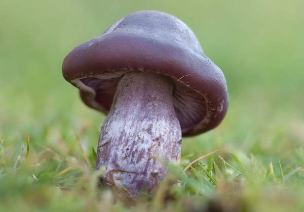 Lepista nuda, Wood Blewits, Wales UK