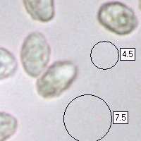 Spores, Lepista sordida