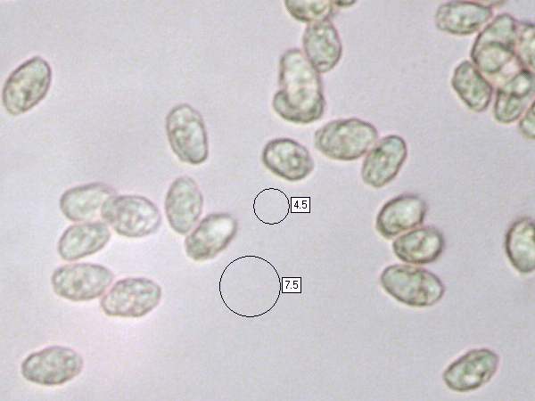 Spores of Lepista sordida