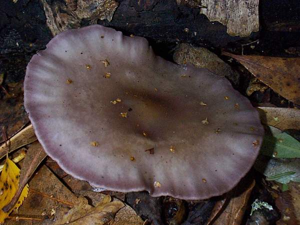 Lepista sordida