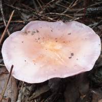 Cap of Lepista sordida
