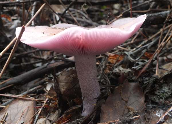 Lepista sordida, Portugal