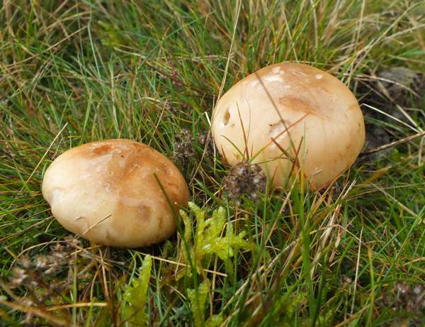 Leucocortinarius bulbiger, Wales UK