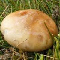 Cap of Leucocortinarius bulbiger, Wales UK