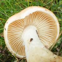 Gills of Leucocortinarius bulbiger, Wales UK
