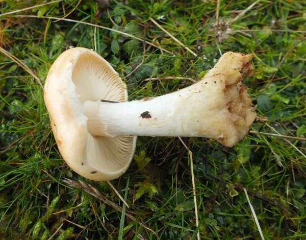 Leucocortinarius bulbiger, Wales UK