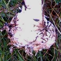 Stem base of Leucocortinarius bulbiger