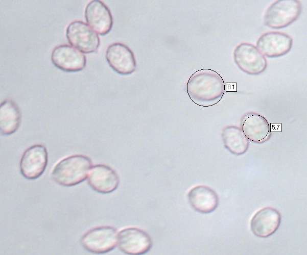 Spores of Melanoleuca cinereifolia