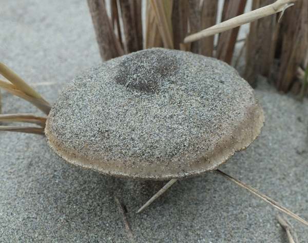 Melanoleuca cinereifolia