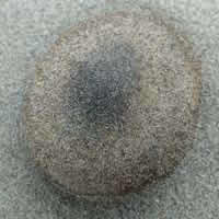 Umbonate cap of Melanoleuca cinereifolia