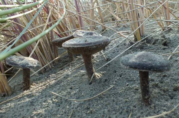Melanoleuca cinereifolia, Dune Cavalier, small group on mobile dune