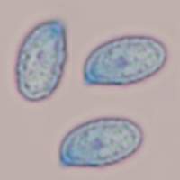 Spores of Melanoleuca cognata