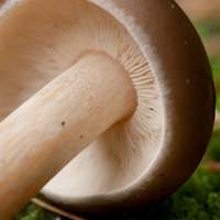 Cap and gills of Melanoleuca cognata