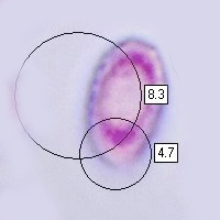 Spores of Melanoleuca grammopodia, Grooved Cavalier