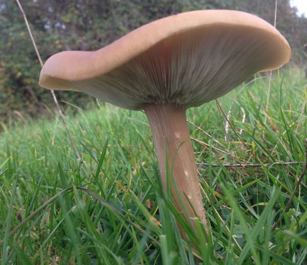 grammopodia, Grooved Cavalier - side view
