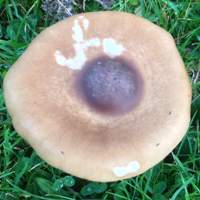 Cap of Melanoleuca grammopodia