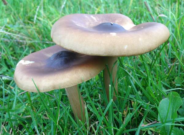 grammopodia, Grooved Cavalier, southern England